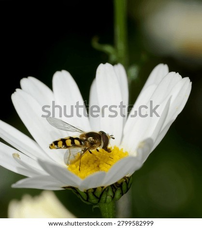 close up of a type of Hover fly commonly known as a Migrant Hover fly feeding on an Ox Eye Daisy flower