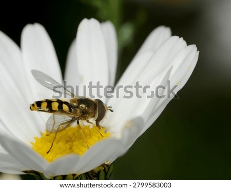 close up of a type of Hover fly commonly known as a Migrant Hover fly feeding on an Ox Eye Daisy flower