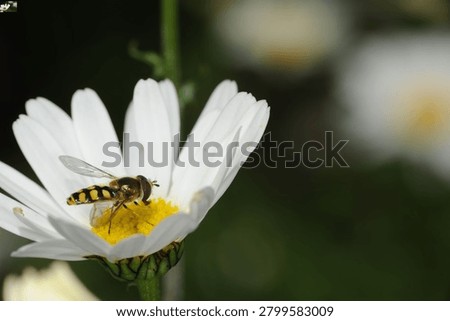 close up of a type of Hover fly commonly known as a Migrant Hover fly feeding on an Ox Eye Daisy flower
