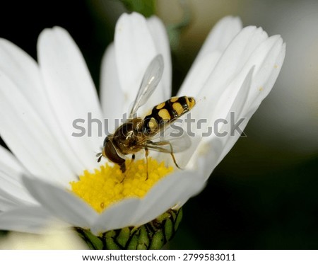 close up of a type of Hover fly commonly known as a Migrant Hover fly feeding on an Ox Eye Daisy flower