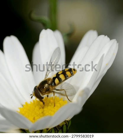 close up of a type of Hover fly commonly known as a Migrant Hover fly feeding on an Ox Eye Daisy flower