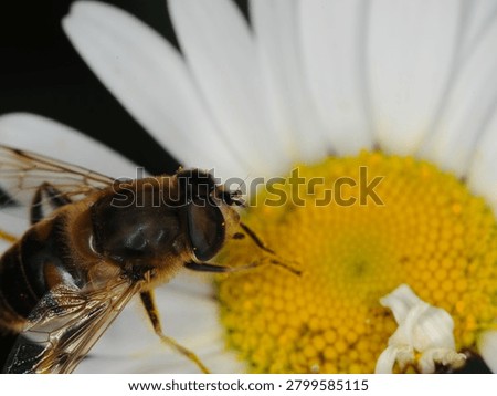 close up of a type of hover fly commonly known as a Common Drone Fly or Flower Fly on an Ox Eye Daisy flower