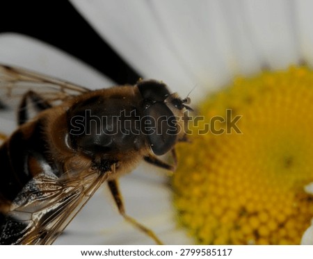 close up of a type of hover fly commonly known as a Common Drone Fly or Flower Fly on an Ox Eye Daisy flower