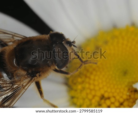 close up of a type of hover fly commonly known as a Common Drone Fly or Flower Fly on an Ox Eye Daisy flower