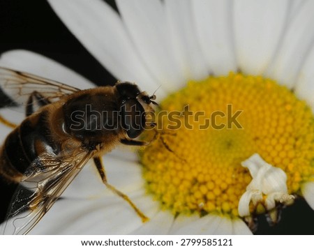 close up of a type of hover fly commonly known as a Common Drone Fly or Flower Fly on an Ox Eye Daisy flower