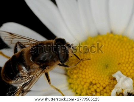 close up of a type of hover fly commonly known as a Common Drone Fly or Flower Fly on an Ox Eye Daisy flower