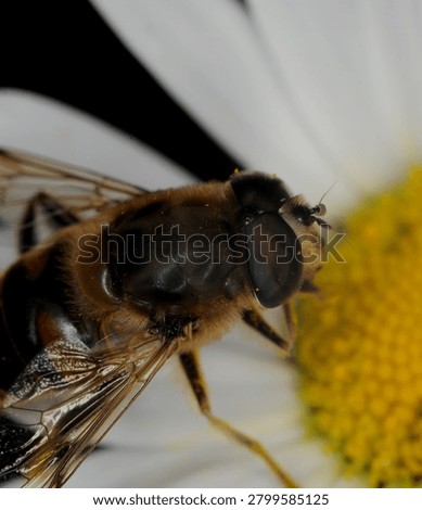 close up of a type of hover fly commonly known as a Common Drone Fly or Flower Fly on an Ox Eye Daisy flower