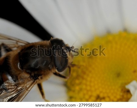 close up of a type of hover fly commonly known as a Common Drone Fly or Flower Fly on an Ox Eye Daisy flower