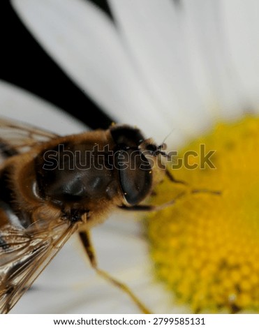 close up of a type of hover fly commonly known as a Common Drone Fly or Flower Fly on an Ox Eye Daisy flower