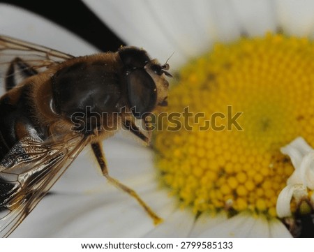close up of a type of hover fly commonly known as a Common Drone Fly or Flower Fly on an Ox Eye Daisy flower