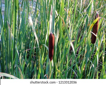 Close up of Typha latifolia (broadleaf cattail, bulrush, common bulrush, common cattail, cat-o'-nine-tails, great reedmace, cooper's reed, cumbungi). Poland, Europe