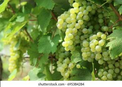 Close up of typical fresh French ripe grape white wine fruit called "Jacquère" on its branches with its leaves in a vineyard with blurry green background during summer   - Shutterstock ID 695384284