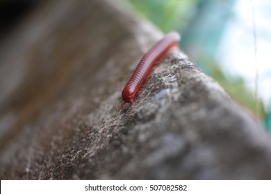 Gonggok High Res Stock Images Shutterstock