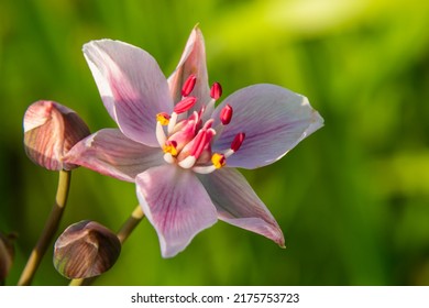 Close up of the umbel-like inflorescence of flowering rush or grass rush Butomus umbellatus in full bloom. Europe. - Shutterstock ID 2175753723