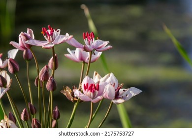 Close up of the umbel-like inflorescence of flowering rush or grass rush Butomus umbellatus in full bloom. Europe. - Shutterstock ID 2175753727
