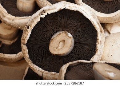 Close up of under a portobello mushroom showing the mushroom gills and stem - Powered by Shutterstock