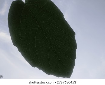 Close up underside of large green leaf with prominent vein pattern against blue sky with light clouds
