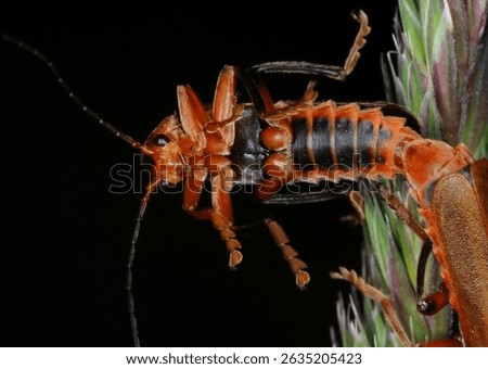 close up of the underside of a Soldier beetle