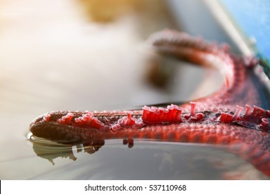 Close up underside of a starfish