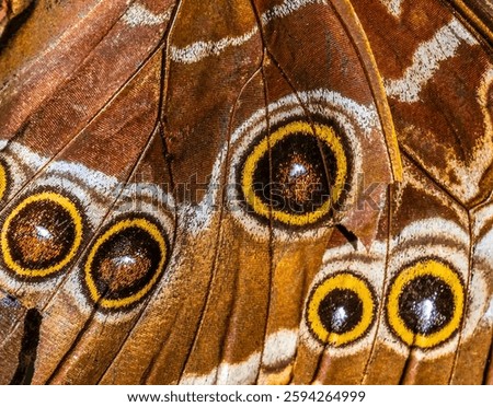 Close up of the underside of the wing of a Blu=e Morph Butterfly (Morpho menelaus)