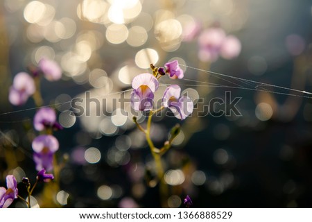 Similar – Geranium pratense Nature