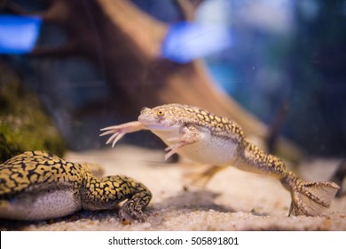 African Albino Clawed Frogs High Res Stock Images Shutterstock