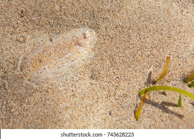 Close Up Underwater Photo Of Flat Sole Fish Burying In Sand Beach Sea Bottom. Protective Camouflage, Mimicry And Ocean Floor Imitation Pattern Of Flounders And Flatfishes. Marine Animals Background.