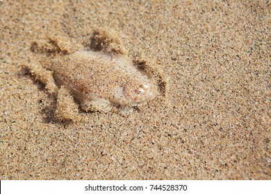 Close Up Underwater Photo Of Flat Sole Fish Burying In Sand Beach Sea Bottom. Protective Camouflage, Mimicry And Ocean Floor Imitation Pattern Of Flounders And Flatfishes. Marine Animals Background.