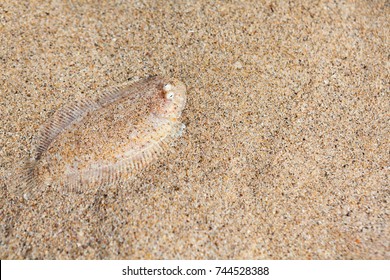 Close Up Underwater Photo Of Flat Sole Fish Burying In Sand Beach Sea Bottom. Protective Camouflage, Mimicry And Ocean Floor Imitation Pattern Of Flounders And Flatfishes. Marine Animals Background.