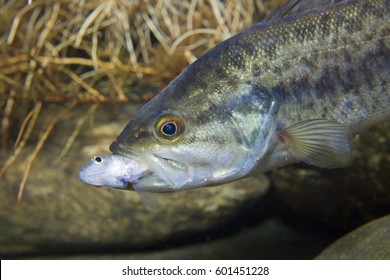 Close Up Underwater Picture Of A Frash Water Fish Largemouth Bass (Micropterus Salmoides) With A Little Fish In The Mounth. Live In The Lake. 