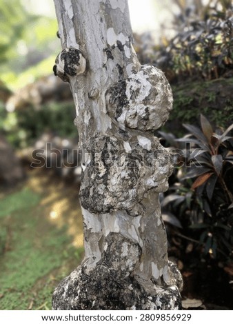 Close Up of Unique Tree Trunk with Large Gnarls and BurlsDescription:A close-up shot of an unusual tree trunk featuring large, rough gnarled lumps, knots, and burls growing along the bark. The textured white and grey surface shows unique weathering, lichens, and aged wood patterns. Set against a softly blurred tropical garden background with green grass and ornamental purple plants, this striking botanical feature highlights natural anomalies, tree diseases, abnormal growth, or woodcarving material potential. Perfect for themes on botany, forestry, nature textures, and environmental science.