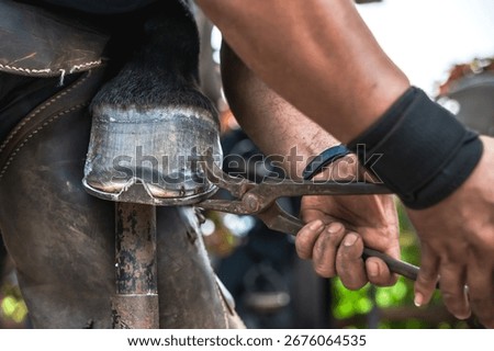 Close up unknown farrier worker with tool trimming and shaping horse hoof in stable work