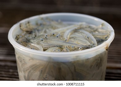 Close Up Of An Un-lidded Plastic Tub Of Uncooked New Zealand Whitebait. A Delicacy Fried In A Fritter. Controversial Regarding Sustainability Of The Fishery.