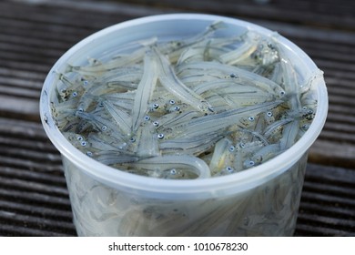 Close Up Of An Un-lidded Plastic Tub Of Uncooked New Zealand Whitebait. A Delicacy Fried In A Fritter. Controversial Regarding Sustainability Of The Fishery.