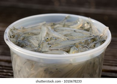 Close Up Of An Un-lidded Plastic Tub Of Uncooked New Zealand Whitebait. A Delicacy Fried In A Fritter. Controversial Regarding Sustainability Of The Fishery.