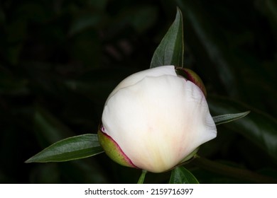 Close Up Of Unopened White Peony Bud Against Black Background