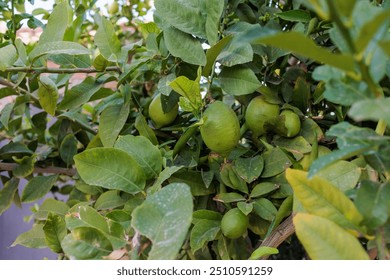 Close up of unripe green lemons growing on a tree branch surrounded by green leaves - Powered by Shutterstock