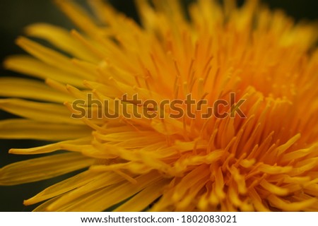 Similar – Image, Stock Photo 20.04.09 Plant Flower