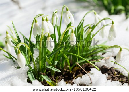 Close uo of snowdrop flowers blooming in snow covering. First spring flowers