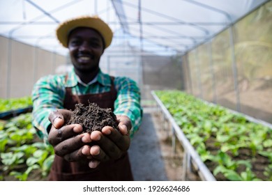 Close Up, Africa American Biotechnologist Check And Adjust Green Oaks Vegetable In Organic Farm For Research Species. Good Quality Products. Plant For Any Salad .