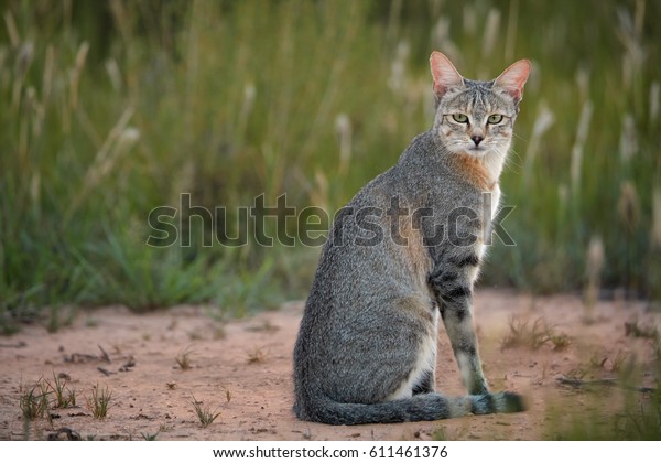 african wildcat felis silvestris lybica