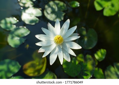 Close Up, American White Waterlily Flower