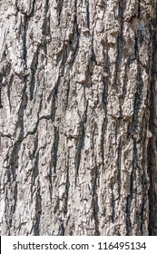 Close Up, Bark Of A Black Walnut Tree.