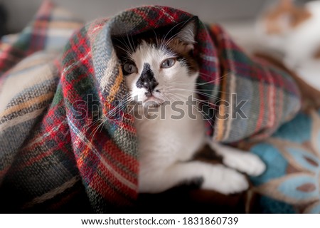 close up. black and white cat with blue eyes wrapped in a colorful blanket 2
