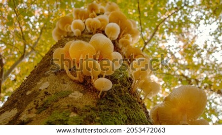 CLOSE UP, BOTTOM UP, DOF: Detailed shot of tinder fungi growing in a vibrant forest in fall. White tree mushrooms grow on the side of a moss-covered tree trunk in the middle of autumn colored woods.