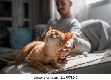 close up. brown tabby cat with green eyes enjoys the caresses of a young man