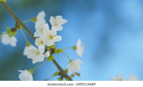 Close up. Cherry Flowers On A Tree Branch In Full Bloom. Natural Beauty Background. - Powered by Shutterstock