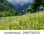 CLOSE UP: Colorful flowers blossom in the middle of grassfield in picturesque Logar Valley, Slovenia. Detailed shot of purple and white alpine flower blossoms sticking out in meadow in Logarska Dolina