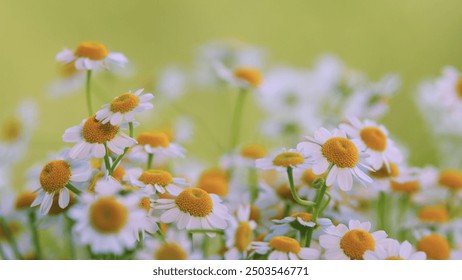 Close Up. Concept Of Fidelity. Surface Of Green Grass With Daisies. Lot Of White Yellow Daisies.