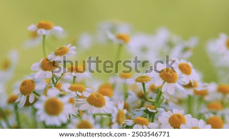 Close Up. Concept Of Fidelity. Surface Of Green Grass With Daisies. Lot Of White Yellow Daisies.
